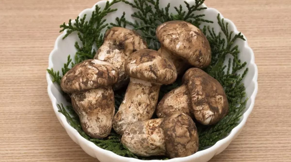 Adana'da Sedir Mantarı Çıkışı: Japonların Yoğun İlgisi 3 Adana'da Sedir Mantarı Çıkışı: Japonların Yoğun İlgisi