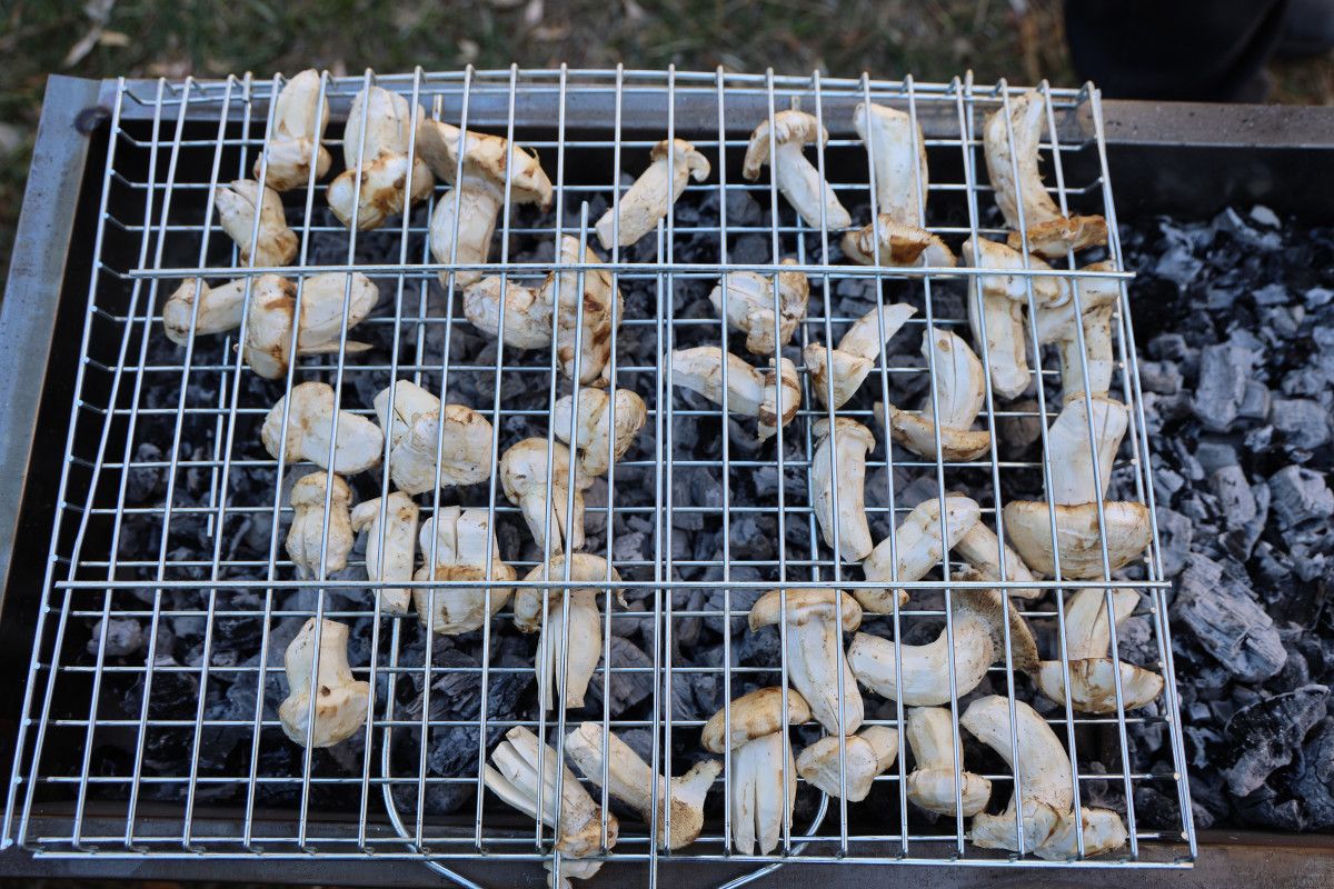 Adana'da Sedir Mantarı Çıkışı: Japonların Yoğun İlgisi 4 Adana'da Sedir Mantarı Çıkışı: Japonların Yoğun İlgisi