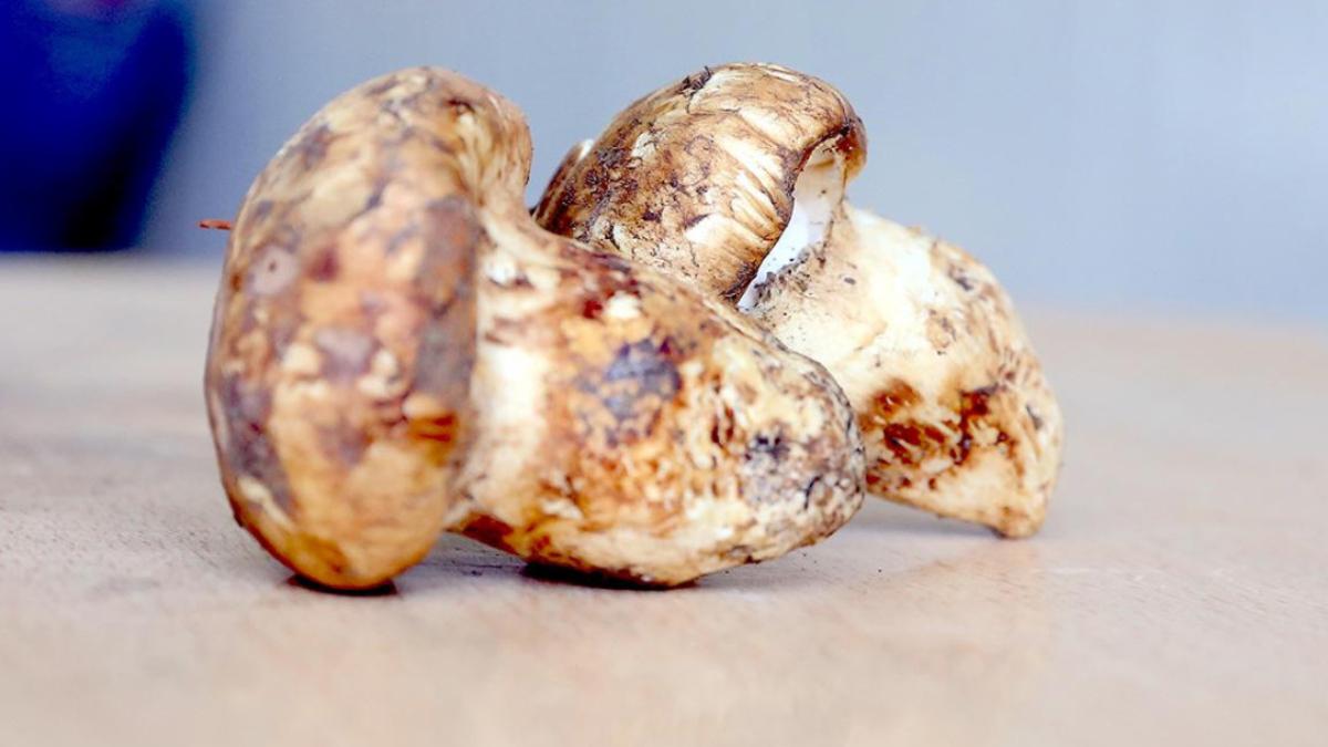 Adana’da Sedir Mantarı Çıkışı: Japonların Yoğun İlgisi