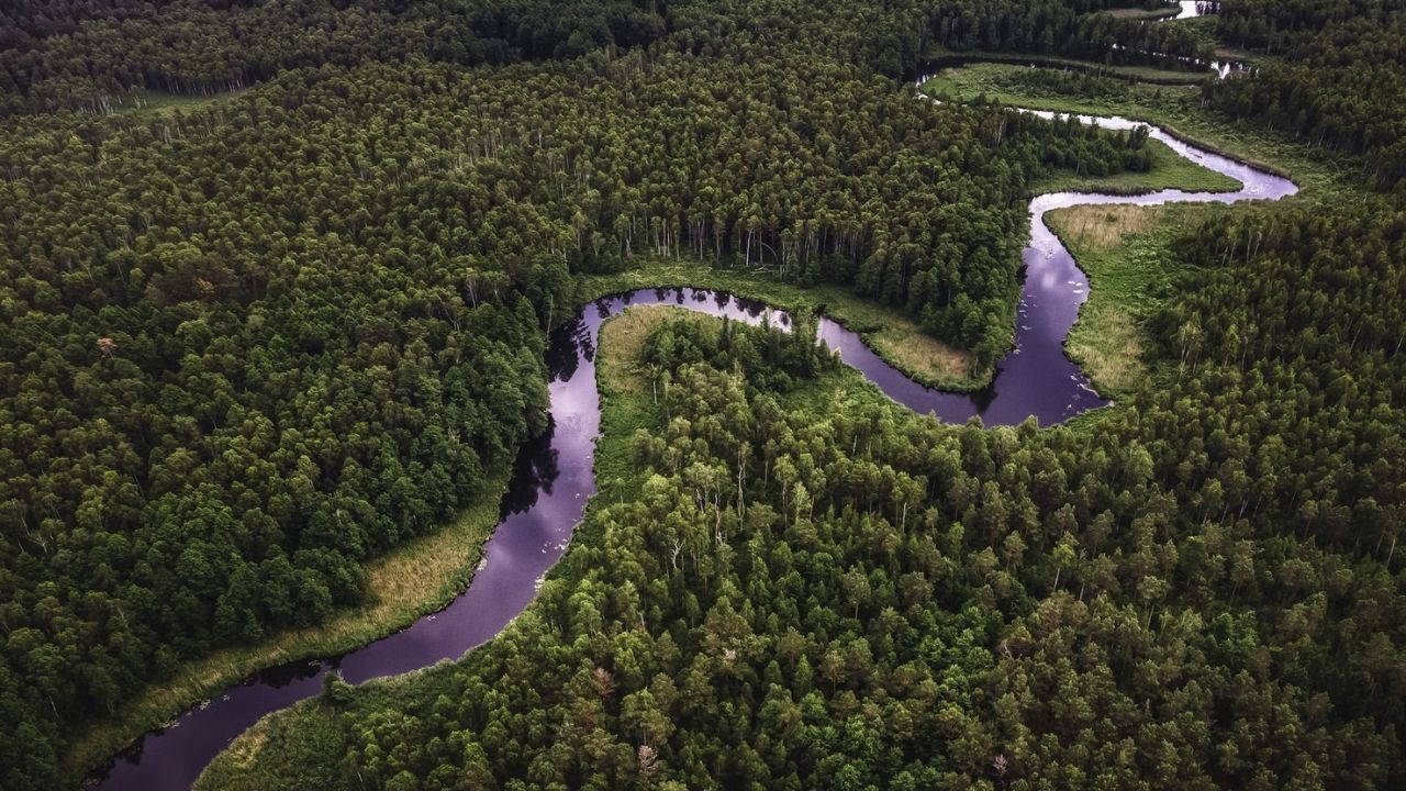 Amazon nasıl yavaş yavaş ölüyor?