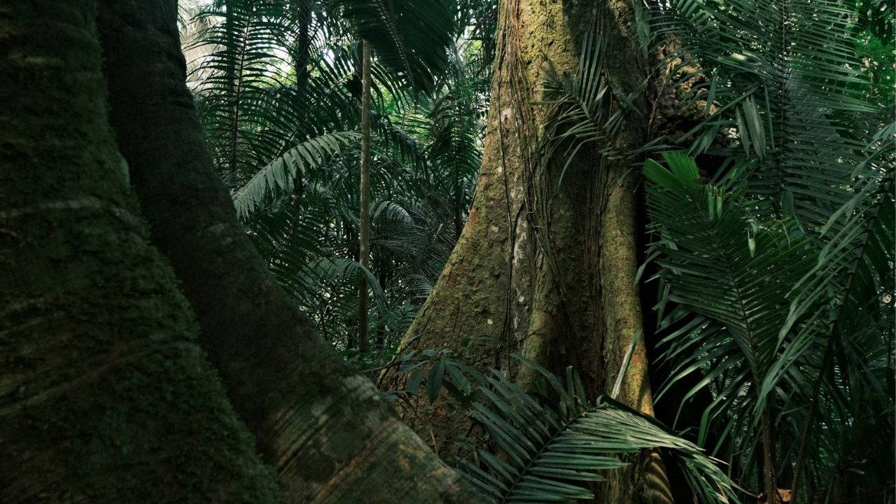 Amazon nasıl yavaş yavaş ölüyor?