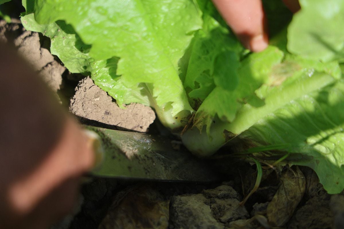 Amik Ovası'nda Eşsiz Lezzet: Hasat Marulu 25 TL! 1 Amik Ovası'nda Eşsiz Lezzet: Hasat Marulu 25 TL!