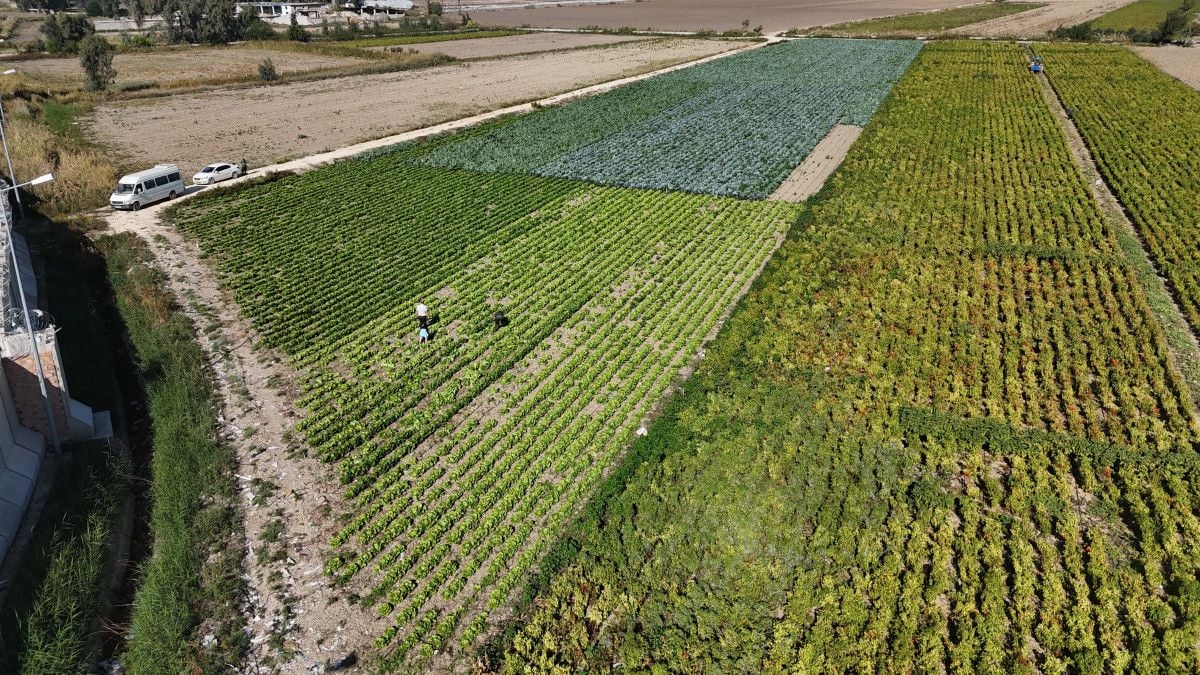 Amik Ovası'nda Eşsiz Lezzet: Hasat Marulu 25 TL! 2 Amik Ovası'nda Eşsiz Lezzet: Hasat Marulu 25 TL!