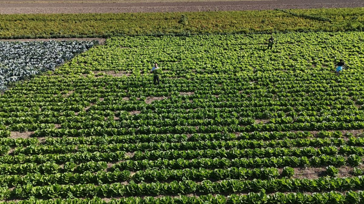 Amik Ovası'nda Eşsiz Lezzet: Hasat Marulu 25 TL! 3 Amik Ovası'nda Eşsiz Lezzet: Hasat Marulu 25 TL!