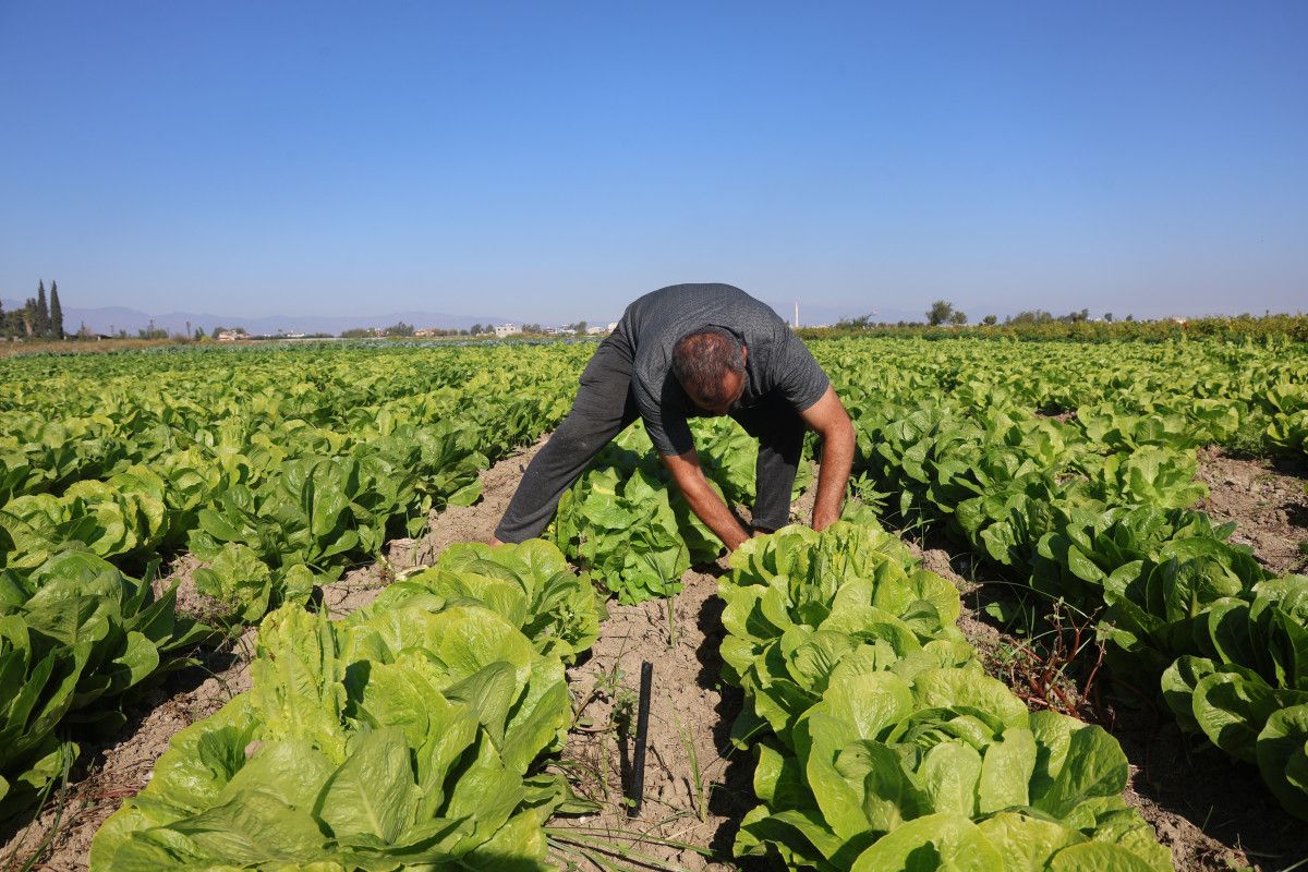 Amik Ovası'nda Eşsiz Lezzet: Hasat Marulu 25 TL! 4 Amik Ovası'nda Eşsiz Lezzet: Hasat Marulu 25 TL!