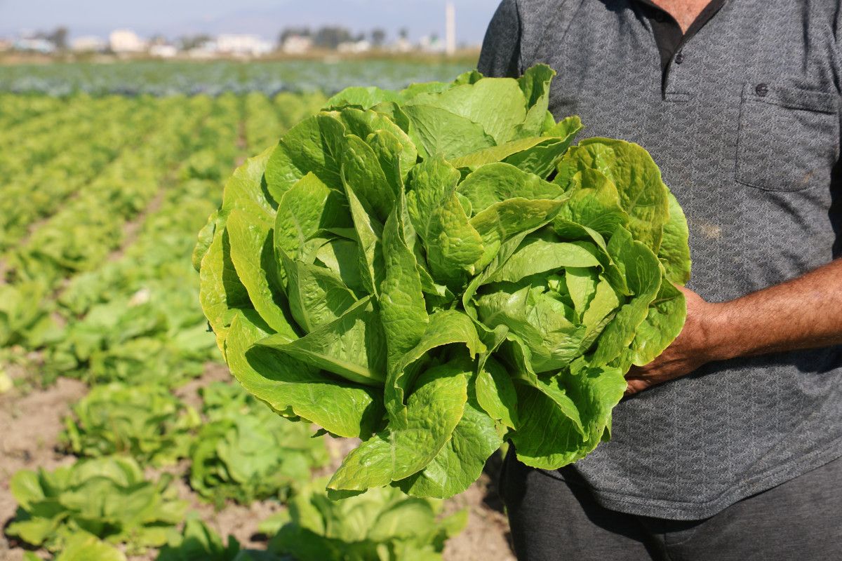 Amik Ovası'nda Eşsiz Lezzet: Hasat Marulu 25 TL! 5 Amik Ovası'nda Eşsiz Lezzet: Hasat Marulu 25 TL!