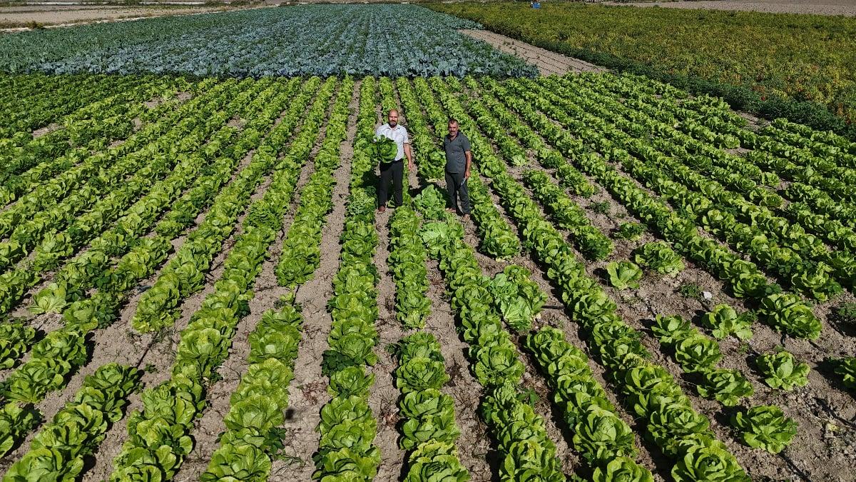 Amik Ovası’nda Eşsiz Lezzet: Hasat Marulu 25 TL!