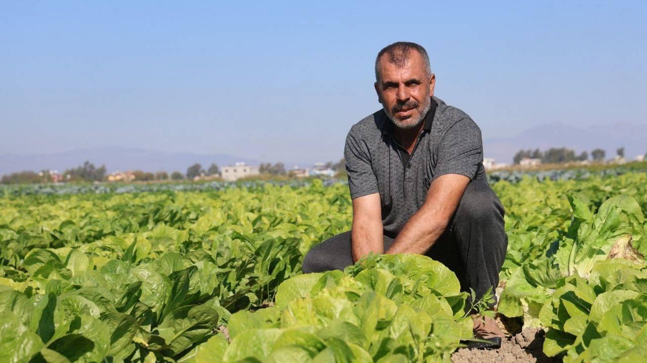 Amik Ovası’nda hasat 15 gün erken başladı:  Tarlada 25 TL, markette 75….