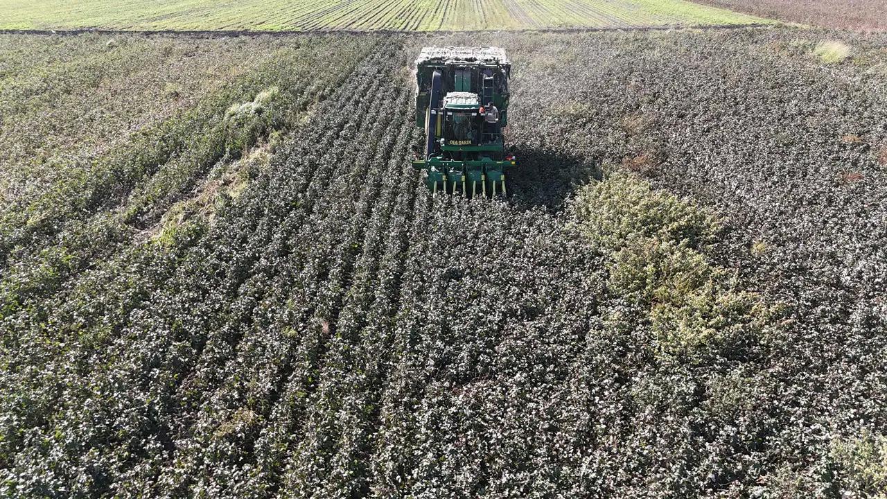 Amik Ovası’nda son hasat yapıldı: ‘Beyaz altın’da rekolte düşük…