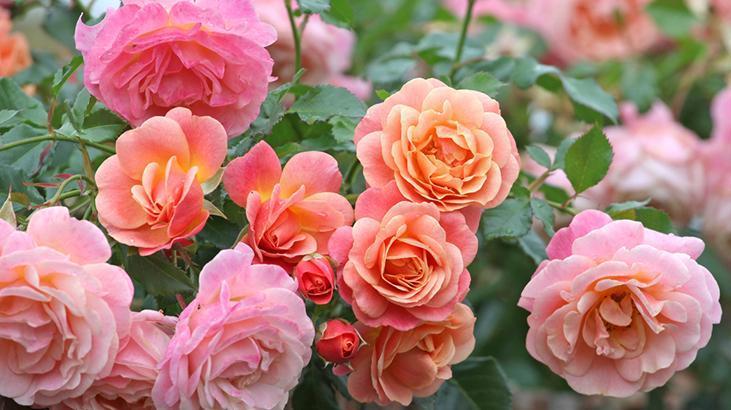 Aralık gelmeden budayın! Baharda çiçek patlaması yaşatacak, makası kapatmayın 2 Aralık gelmeden budayın! Baharda çiçek patlaması yaşatacak, makası kapatmayın