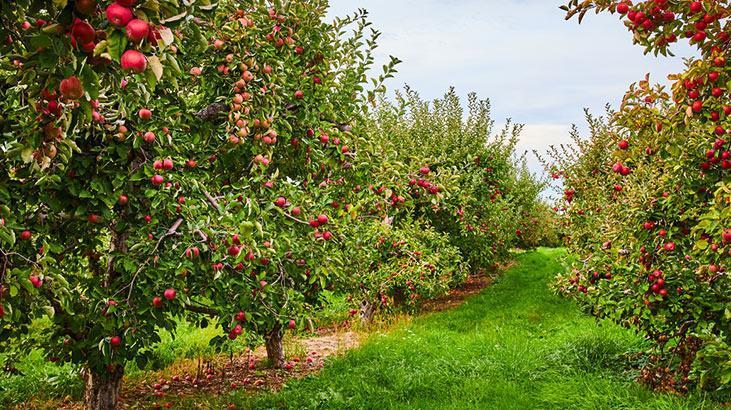 Aralık gelmeden budayın! Baharda çiçek patlaması yaşatacak, makası kapatmayın 3 Aralık gelmeden budayın! Baharda çiçek patlaması yaşatacak, makası kapatmayın