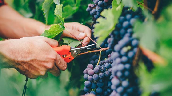 Aralık gelmeden budayın! Baharda çiçek patlaması yaşatacak, makası kapatmayın 4 Aralık gelmeden budayın! Baharda çiçek patlaması yaşatacak, makası kapatmayın