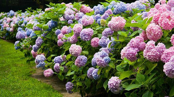 Aralık gelmeden budayın! Baharda çiçek patlaması yaşatacak, makası kapatmayın 5 Aralık gelmeden budayın! Baharda çiçek patlaması yaşatacak, makası kapatmayın