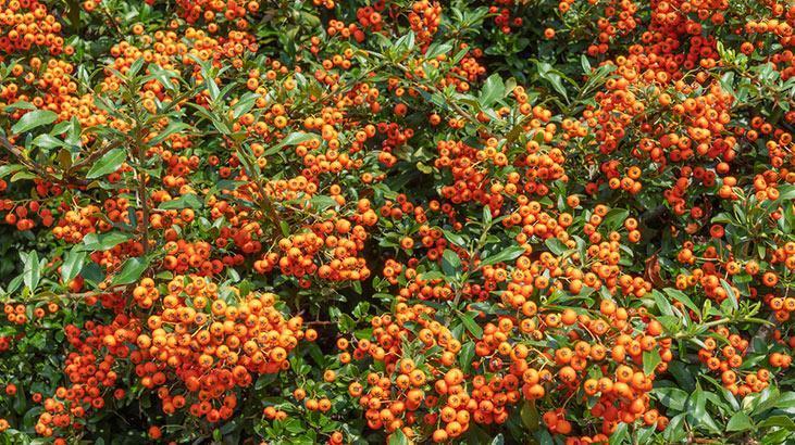 Aralık gelmeden budayın! Baharda çiçek patlaması yaşatacak, makası kapatmayın 6 Aralık gelmeden budayın! Baharda çiçek patlaması yaşatacak, makası kapatmayın