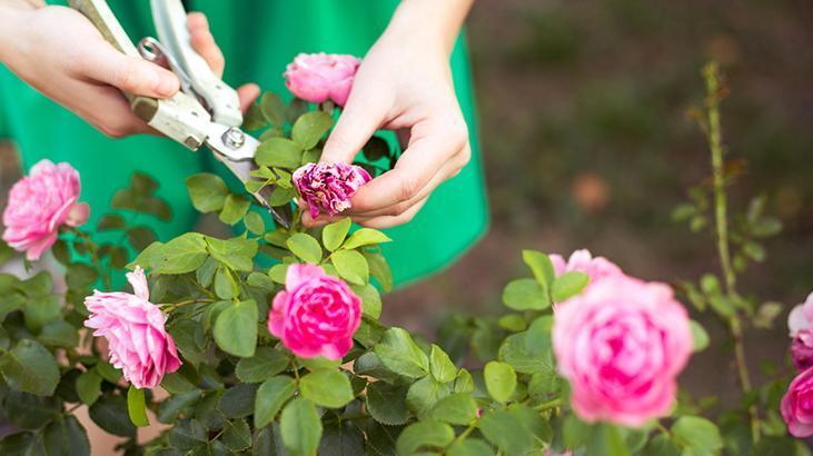 Aralık gelmeden budayın! Baharda çiçek patlaması yaşatacak, makası kapatmayın 7 Aralık gelmeden budayın! Baharda çiçek patlaması yaşatacak, makası kapatmayın