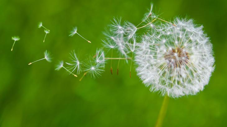Avrupa’da zeka ilacı, Türkiye'de var ama bilen yok! Yol kenarındaki mucize 1 Avrupa’da zeka ilacı, Türkiye'de var ama bilen yok! Yol kenarındaki mucize