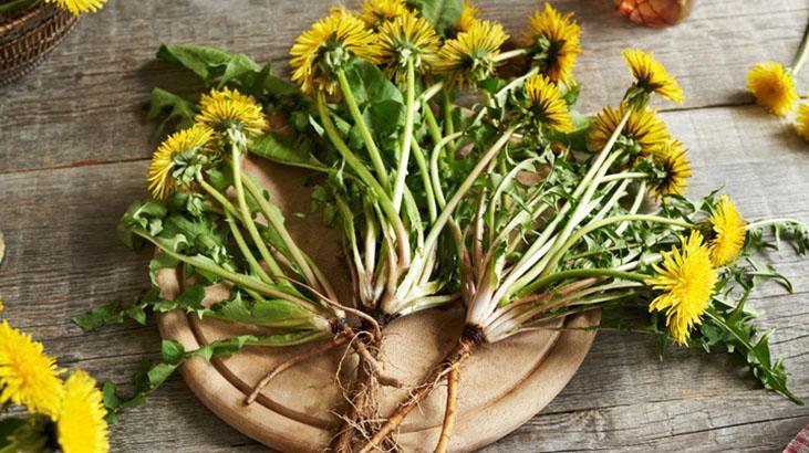 Avrupa’da zeka ilacı, Türkiye'de var ama bilen yok! Yol kenarındaki mucize 2 Avrupa’da zeka ilacı, Türkiye'de var ama bilen yok! Yol kenarındaki mucize