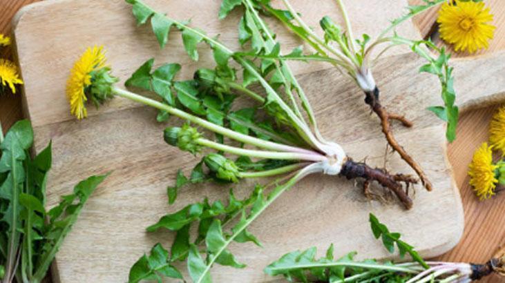 Avrupa’da zeka ilacı, Türkiye'de var ama bilen yok! Yol kenarındaki mucize 4 Avrupa’da zeka ilacı, Türkiye'de var ama bilen yok! Yol kenarındaki mucize