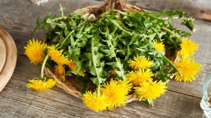 Avrupa’da zeka ilacı, Türkiye'de var ama bilen yok! Yol kenarındaki mucize 5 Avrupa’da zeka ilacı, Türkiye'de var ama bilen yok! Yol kenarındaki mucize