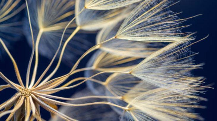 Avrupa’da zeka ilacı, Türkiye'de var ama bilen yok! Yol kenarındaki mucize 6 Avrupa’da zeka ilacı, Türkiye'de var ama bilen yok! Yol kenarındaki mucize