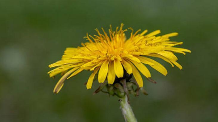 Avrupa’da zeka ilacı, Türkiye'de var ama bilen yok! Yol kenarındaki mucize 7 Avrupa’da zeka ilacı, Türkiye'de var ama bilen yok! Yol kenarındaki mucize