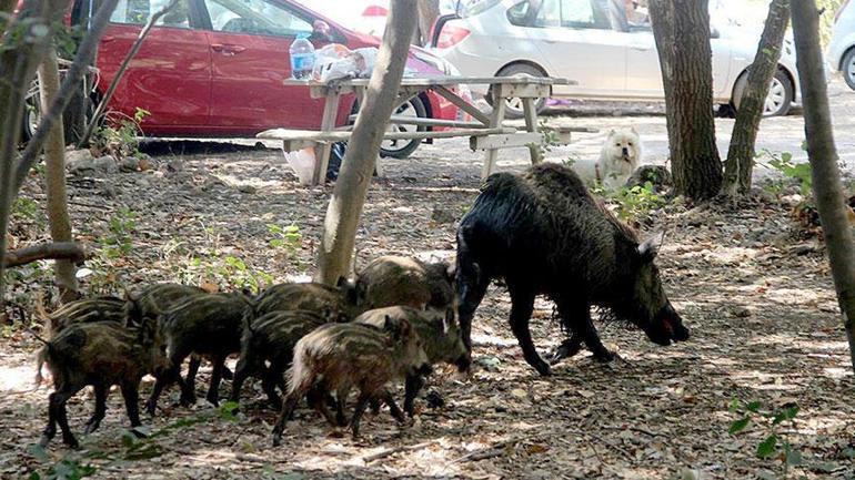 Aydın’da dehşete düşüren olay! Beslediği yaban domuzu, tatilciyi ısırdı