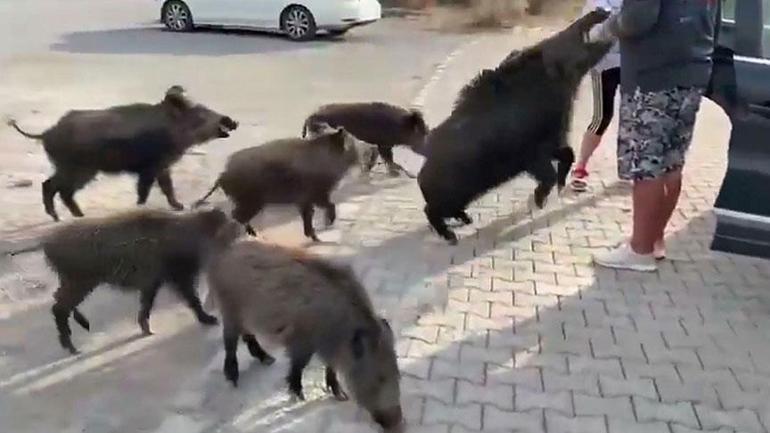Aydın’da dehşete düşüren olay! Beslediği yaban domuzu, tatilciyi ısırdı