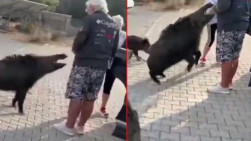 Aydın’da dehşete düşüren olay! Beslediği yaban domuzu, tatilciyi ısırdı