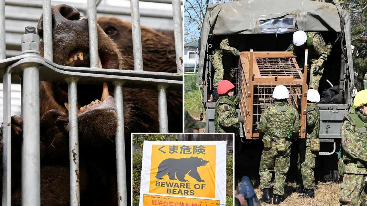 Ayı atakları denetimden çıktı: Askerler alana iniyor