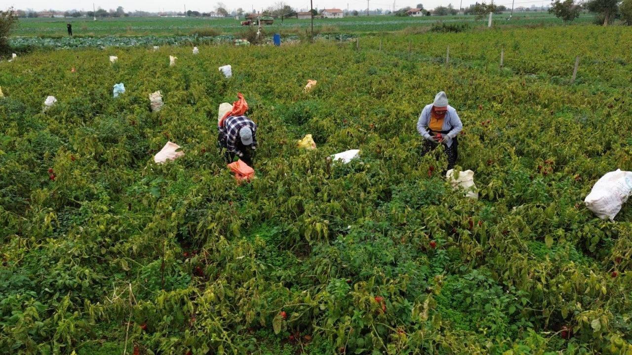 Bafra Ovası’nda hasat başladı: Dönüm başına 4 ton randıman