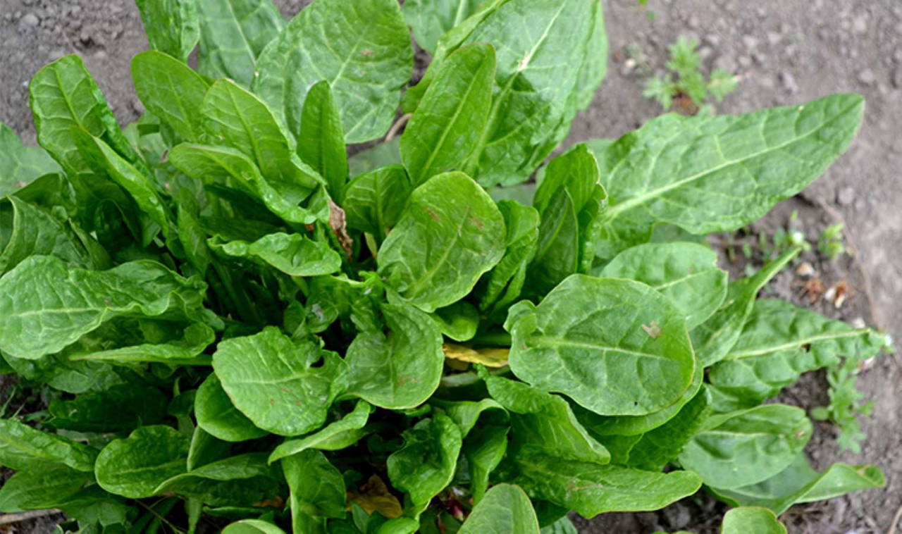 Bağışıklığı güçlendiriyor, sindirim sistemini destekliyor: Bedeni toksinlerden arındıran mucize bitki 1 Bağışıklığı güçlendiriyor, sindirim sistemini destekliyor: Bedeni toksinlerden arındıran mucize bitki