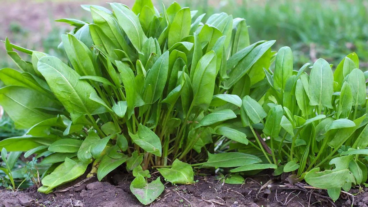 Bağışıklığı güçlendiriyor, sindirim sistemini destekliyor: Bedeni toksinlerden arındıran mucize bitki