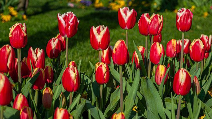 Bahçede lale devri yaşatmak isteyen şimdiden eksin! Kimsenin bilmediği detay