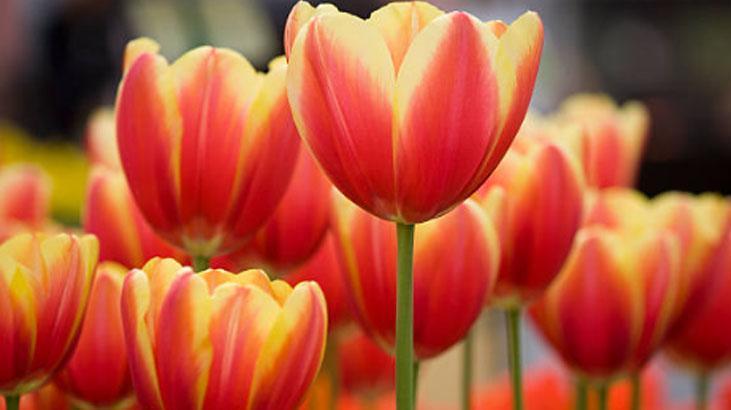 Bahçede lale devri yaşatmak isteyen şimdiden eksin! Kimsenin bilmediği detay