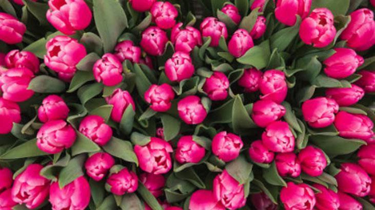 Bahçede lale devri yaşatmak isteyen şimdiden eksin! Kimsenin bilmediği detay