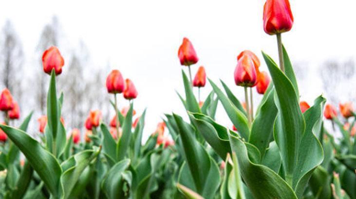 Bahçede lale devri yaşatmak isteyen şimdiden eksin! Kimsenin bilmediği detay