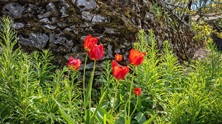 Bahçede lale devri yaşatmak isteyen şimdiden eksin! Kimsenin bilmediği detay