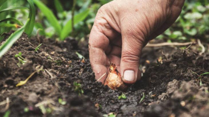 Bahçede lale devri yaşatmak isteyen şimdiden eksin! Kimsenin bilmediği detay