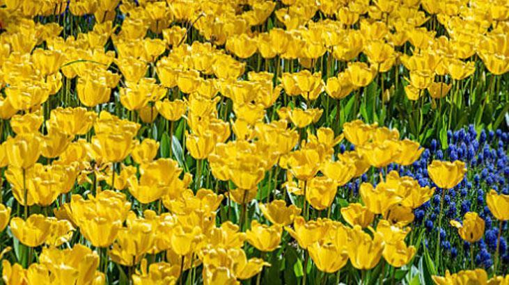 Bahçede lale devri yaşatmak isteyen şimdiden eksin! Kimsenin bilmediği detay