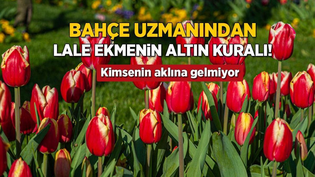 Bahçede lale devri yaşatmak isteyen şimdiden eksin! Kimsenin bilmediği detay