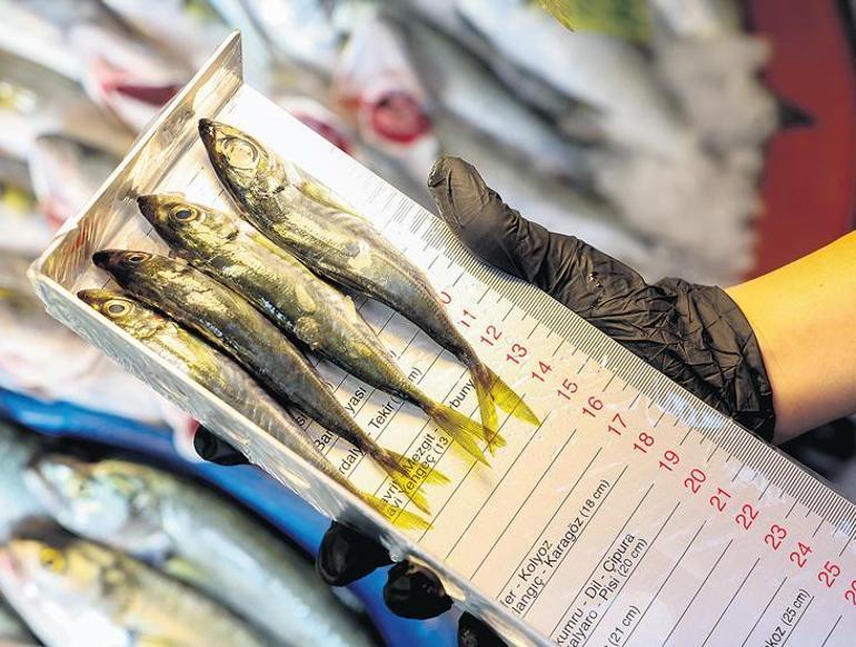 Balık boyları tezgâhta uygun