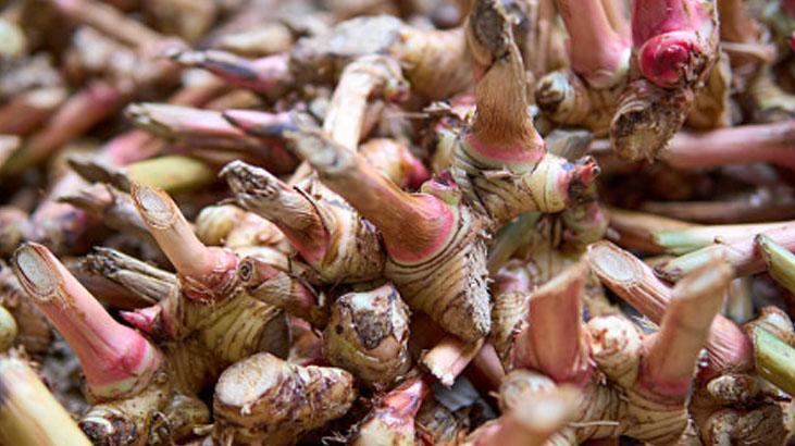 Baş ağrısına çözüm: Havlıcan mucizesi! Macun, çay, toz her formda tüketiliyor 6 Baş ağrısına çözüm: Havlıcan mucizesi! Macun, çay, toz her formda tüketiliyor