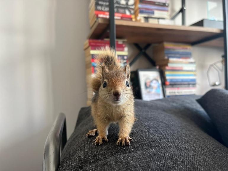 Batman'da yasa dışı üretilen sincap yurt dışına gönderilecek 1 Batman'da yasa dışı üretilen sincap yurt dışına gönderilecek