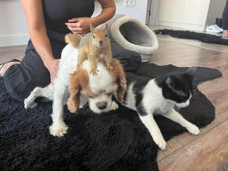 Batman'da yasa dışı üretilen sincap yurt dışına gönderilecek 2 Batman'da yasa dışı üretilen sincap yurt dışına gönderilecek