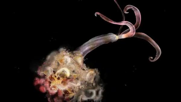 Bilim insanları uyardı: Zombi solucanlar yok oluyor