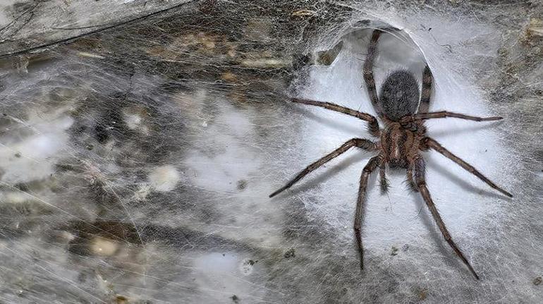 Binlerce örümceğin bu mağarada ne işi var? Yemek kavgası yok: Aynı ağda yaşıyorlar 2 Binlerce örümceğin bu mağarada ne işi var? Yemek kavgası yok: Aynı ağda yaşıyorlar