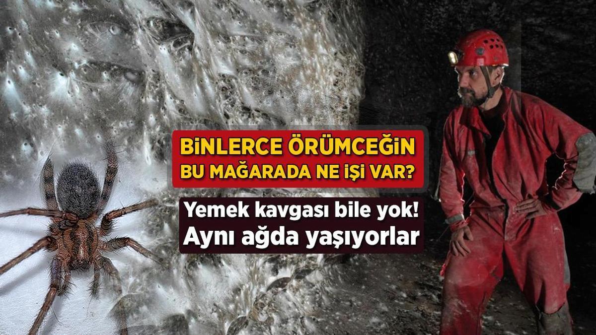 Binlerce örümceğin bu mağarada ne işi var? Yemek kavgası yok: Aynı ağda yaşıyorlar
