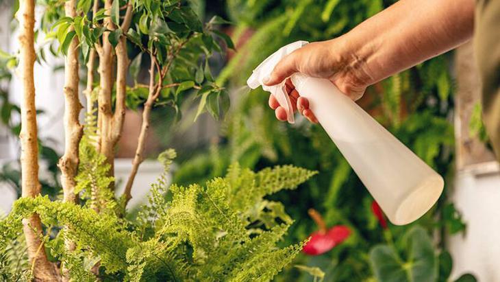 Bitkiseverlerin yeni gözdesi! 3 malzemeli mucize karışım, mantarları yok ediyor