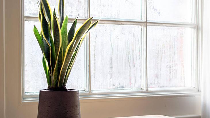 Bitkiseverlerin yeni gözdesi! 3 malzemeli mucize karışım, mantarları yok ediyor