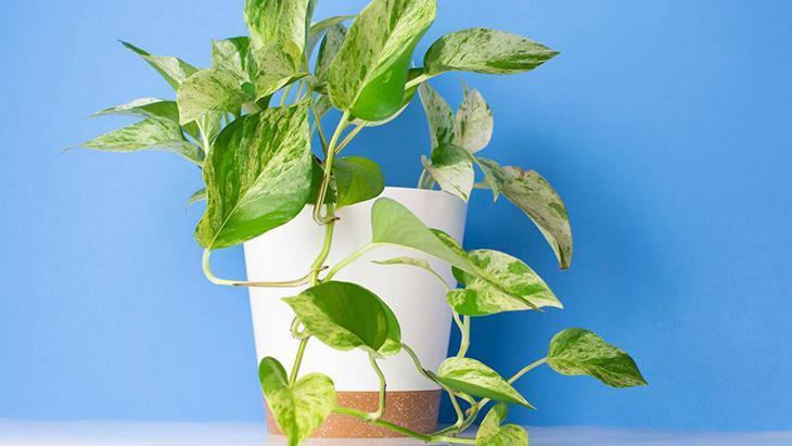 Bitkiseverlerin yeni gözdesi! 3 malzemeli mucize karışım, mantarları yok ediyor